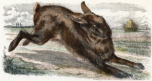 Lievre- "Az ábécé állatokat illusztrál" 19. század (metszet)