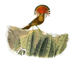 Természettudományi tábla: Zoológiai tábla, amely a fogazatú verébféléket ábrázolja (echancre). A legyek királya. Georges Louis Leclerc természettudós, Buffon grófja (1707–1717) „” Buffon munkái befejezett”” kilenc madarakkal foglalkozó kötetéből készült tá alkotó: Edouard Travies