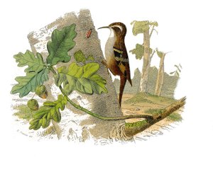 Természettudományi tábla: Zoológiai tábla, amely a fogazatú verébféléket ábrázolja alkotó: Edouard Travies