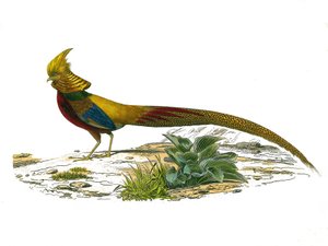 Természettudományi tábla: Állattani tábla, amely a gallinacsokat ábrázolja: a kínai dore fácán. Georges Louis Leclerc természettudós, Buffon grófja (1707-1788) által 1749 között írt „Buffon munkái”” kilenc madarakkal foglalkozó kötetéből készült tábla. alkotó: Edouard Travies