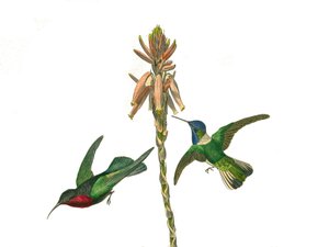 Természettudományi tábla: Állattani tábla, amely a tobozos verébféléket ábrázolja (kúpos csőr). Gránátos kolibri és jakobinus légy madár. A Georges Louis Leclerc természettudós által írt „Buffon munkái teljes”” kilenc madarakkal foglalkozó kötetéből készül alkotó: Edouard Travies