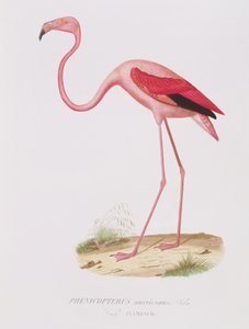 Phenicopterus americanus (Flamenco) (sic) vésette Fournier, pub. írta Bougeard alkotó: Edouard Travies