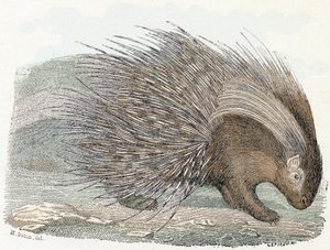 Sertés eposz (porc-epika) - "Az ábécé állatokat illusztrál" 19. század (metszet)