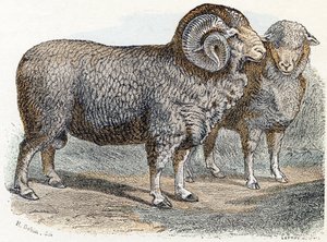 Juh- ”Az ábécé állatokat ábrázol” 19. század (metszet)