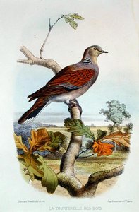 Turtle Dove (színes litó) alkotó: Edouard Travies