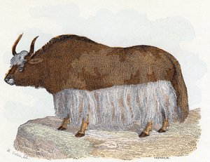Yack (jak) - "Az ábécé állatokat ábrázol" 19. század (metszet)