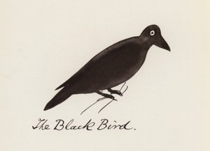 Edward Lear, A madárkönyv: A fekete madár (színes litho)