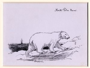 Jegesmedve, 1905 körül (tinta papíron)
