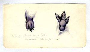 Két tanulmány egy császárpingvin fióka lábáról, 1901-04 (wc papíron) alkotó: Edward Adrian Wilson