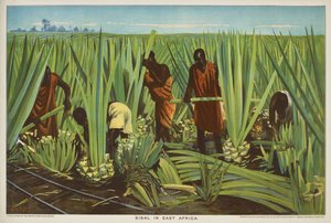 Szizál Kelet-Afrikában, az Empire Trade is Growing sorozatból