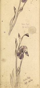 Íriszek, 1869 alkotó: Edward Burne Jones