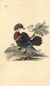 Amerikai erdei kacsa, Aix sponsa. Kézi színű rézlemez, amelyet Edward Donovan rajzolt és metszett a saját Londoni „British Birds természettörténetéből” alkotó: Edward Donovan