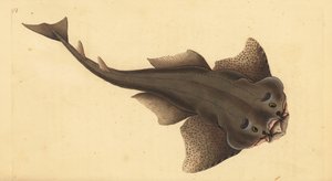 Angelshark, Squatina squatina. Kritikusan veszélyeztetett. (Angyalcápa, Squallus squatinus). Kézi rézmetszet, rajzolta és metszette Edward Donovan a Natural History of British Fishes című művéből, Donovan and F.C. and J. Rivington, London.
