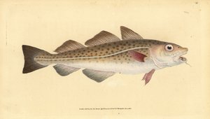 atlanti tőkehal vagy tőkehal. Gadus morhua. Sebezhető. Kézi színű rézlemez, amelyet Edward Donovan rajzolt és vésett a British Fishes, Donovan és F.C. Natural History című művéből. és J. Rivington, London alkotó: Edward Donovan