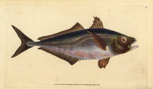 atlanti fattyúmakréla, Trachurus trachurus (Scad, Scomber trachurus). Kézzel színezett rézlemez, amelyet Edward Donovan rajzolt és metszett a British Fishes, Donovan and F.C. Natural History of British Fishes című művéből. és J. Rivington, London alkotó: Edward Donovan