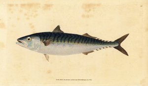 Atlanti makréla, Scomber scombrus (Mackarel, Scomber scombrus). Kézzel színezett rézlemez, amelyet Edward Donovan rajzolt és metszett a British Fishes, Donovan and F.C. Natural History of British Fishes című művéből. és J. Rivington, London alkotó: Edward Donovan