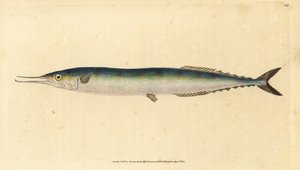 Atlantic saury, Scomberesox saurus saurus (Skipper pike, Esox saurus). Kézzel színezett rézlemez, amelyet Edward Donovan rajzolt és metszett a British Fishes, Donovan and F.C. Natural History of British Fishes című művéből. és J. Rivington, London