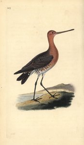 Rúdfarkú keresztes (hím), Limosa lapponica. Kézi színű rézlemez, amelyet Edward Donovan rajzolt és metszett a saját Londoni „British Birds természettörténetéből” alkotó: Edward Donovan