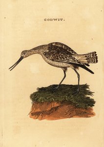 Rúdfarkú istenanya, Limosa lapponica alkotó: Edward Donovan