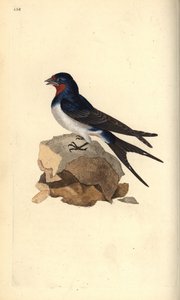 Fülesfecske, Hirundo rustica. Kézi színű rézlemez, amelyet Edward Donovan rajzolt és metszett a saját Londoni „British Birds természettörténetéből” alkotó: Edward Donovan