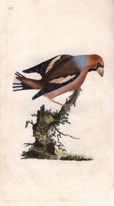 A nagy csőr eltöri a magot. Coccothrausts (Loxia coccothrausts). Edward Donovan (1768-1837) rézmetsze, megjelent a Natural History of British Birds, Londonban alkotó: Edward Donovan
