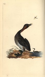 Fekete állkapocs, Podiceps hebridicus. (Kis vöcsök, Tachybaptus ruficollis?) Edward Donovan által rajzolt és metszett, kézzel festett rézkarc a londoni „Natural History of British Birds” című művéből. alkotó: Edward Donovan