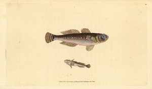Fekete goby, Góbius niger. Kézzel színezett rézlemez, amelyet Edward Donovan rajzolt és metszett a British Fishes, Donovan and F.C. Natural History of British Fishes című művéből. és J. Rivington, London alkotó: Edward Donovan