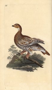 Feketefajd vagy feketefajd, Tetrao tetrix. Kézi rézkarc, rajzolta és metszette Edward Donovan a saját "Natural History of British Birds" című művéből, London. alkotó: Edward Donovan