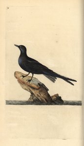 Fekete csér, Chlidonias niger. Kézi színű rézlemez, amelyet Edward Donovan rajzolt és metszett a saját Londoni „British Birds természettörténetéből” alkotó: Edward Donovan
