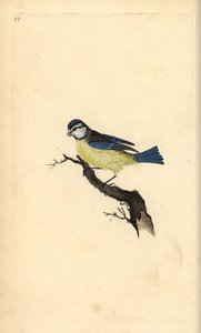 Kék cinege, Cyanistes caeruleus. Kézi színű rézlemez, amelyet Edward Donovan rajzolt és metszett a saját Londoni „British Birds természettörténetéből” alkotó: Edward Donovan