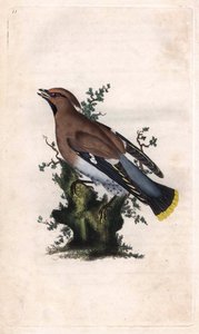 Boreális jáspis. Bombycilla garrulus (Ampelis garrulus). Edward Donovan (1768-1837) rézmetsze, megjelent a Natural History of British Birds, Londonban alkotó: Edward Donovan