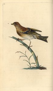 Brambling, Fringilla montifringilla. Kézi színű rézlemez, amelyet Edward Donovan rajzolt és metszett a saját Londoni „British Birds természettörténetéből” alkotó: Edward Donovan