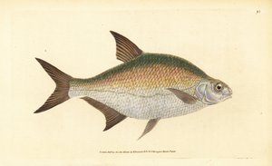 Tengeri keszeg, Abramis brama (Cyprinus brama). Kézi rézmetszet, rajzolta és metszette Edward Donovan a Natural History of British Fishes című művéből, Donovan and F.C. and J. Rivington, London. alkotó: Edward Donovan