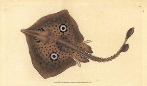 Barna rája vagy tükörsugár, Raja miraletus. Kézzel színezett rézlemez, amelyet Edward Donovan rajzolt és vésett a British Fishes, Donovan and F.C. Natural History című művéből. és J. Rivington, London alkotó: Edward Donovan