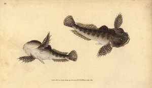 Bullhead, Cottus gobio (River bikafej). Kézzel színezett rézlemez, amelyet Edward Donovan rajzolt és metszett a British Fishes, Donovan and F.C. Natural History of British Fishes című művéből. és J. Rivington, London alkotó: Edward Donovan