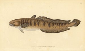 Burbot, Lota lota (Gadus lota). Kézzel színezett rézlemez, amelyet Edward Donovan rajzolt és metszett a British Fishes, Donovan and F.C. Natural History of British Fishes című művéből. és J. Rivington, London alkotó: Edward Donovan