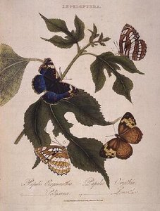 Pillangók: Papilio Erymanthis; Papilio Orythia; Papilio Polyxena; Papilio Leucohoe, pub. a művész által alkotó: Edward Donovan