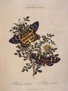 Butterflies: Phalaena Militaris, Phalaena Lectrix, pub. by the artist alkotó: Edward Donovan