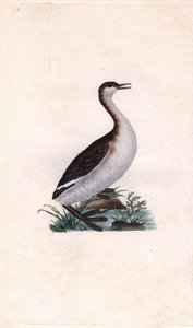 Castagny vöcsök. Tachybaptus ruficollis (Podiceps nigricans). Edward Donovan (1768-1837) rézmetsze, megjelent a Natural History of British Birds, Londonban alkotó: Edward Donovan
