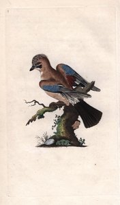 Chenes Jay. Garrulus glandarius (Corvus glandarius). Edward Donovan (1768-1837) rézmetsze, megjelent a Natural History of British Birds, Londonban alkotó: Edward Donovan