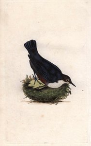 Cincle búvár. Cinclus cinclus (Sturnus cinclus). Edward Donovan (1768-1837) rézmetsze, megjelent a Natural History of British Birds, Londonban alkotó: Edward Donovan