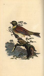 Cirka sármány, Emberiza cirlus. Kézi színű rézlemez, amelyet Edward Donovan rajzolt és metszett a saját Londoni „British Birds természettörténetéből” alkotó: Edward Donovan