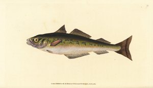 Szénhal vagy fekete tőkehal, Pollachius virens (Gadus carbonarius). Kézzel színezett rézlemez, amelyet Edward Donovan rajzolt és metszett a British Fishes, Donovan and F.C. Natural History of British Fishes című művéből. és J. Rivington, London alkotó: Edward Donovan