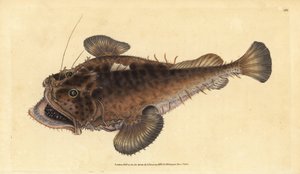 Közönséges horgászhal, Lophius piscatorius. Kézzel színezett rézlemez, amelyet Edward Donovan rajzolt és metszett a British Fishes, Donovan and F.C. Natural History of British Fishes című művéből. és J. Rivington, London