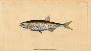 Általános sötét, Alburnus Alburnus (Cyprinus Alburnus). Kézzel színezett rézlemez, amelyet Edward Donovan rajzolt és metszett a British Fishes, Donovan and F.C. Natural History of British Fishes című művéből. és J. Rivington, London alkotó: Edward Donovan