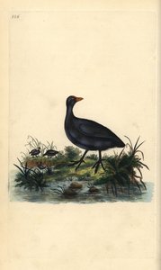 Közönséges szárcsa, Fulica atra. Kézi színű rézlemez, amelyet Edward Donovan rajzolt és metszett a saját Londoni „British Birds természettörténetéből” alkotó: Edward Donovan
