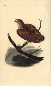 Közönséges kakukk (fiatalkorú), Cuculus canorus. Kézi színű rézlemez, amelyet Edward Donovan rajzolt és metszett a saját Londoni „British Birds természettörténetéből” alkotó: Edward Donovan
