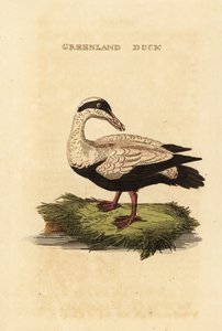 Közönséges pehely, Somateria alkotó: Edward Donovan