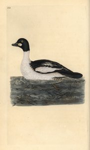 Közönséges aranyszem, Bucephala clangula. Kézzel színezett rézlemez, amelyet Edward Donovan rajzolt és metszett a saját „Britan madarak természettörténetéből” (1794-1819). Edward Donovan (1768-1837) angol-ír amatőr zoológus, író, művész és metsző. H alkotó: Edward Donovan