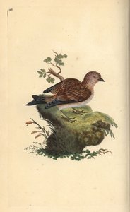 Közönséges szürke vászon, Carduelis cannabina. Kézi színű rézlemez, amelyet Edward Donovan rajzolt és metszett a saját Londoni „British Birds természettörténetéből” alkotó: Edward Donovan